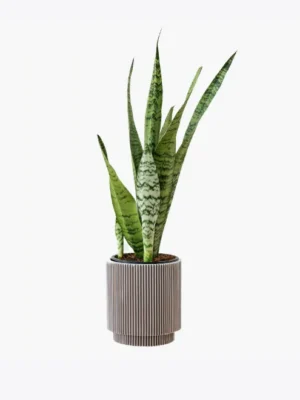 product image 6 optimized